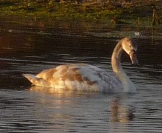 Swan glowing in the sunrise